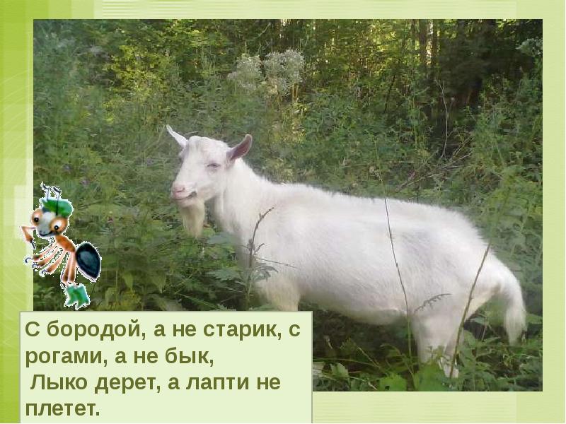 Как живут животные конспект с презентацией — иллюстрация 9