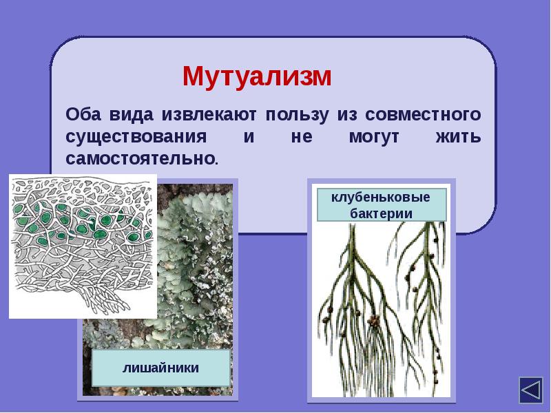 Мутуализм. Мутуализм примеры. Мутуализм лишайники бактерии клубеньковые. Облигатный мутуализм.