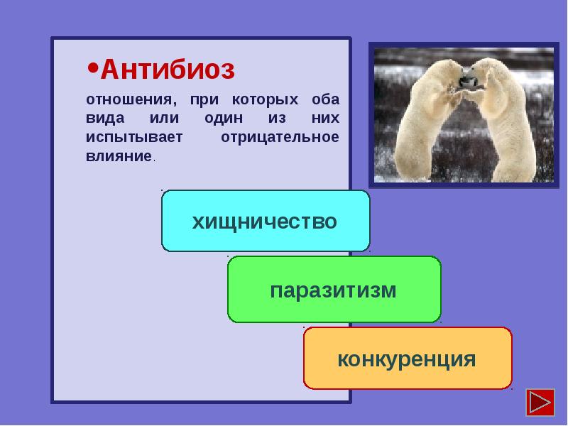 Презентация по биологии антибиоз