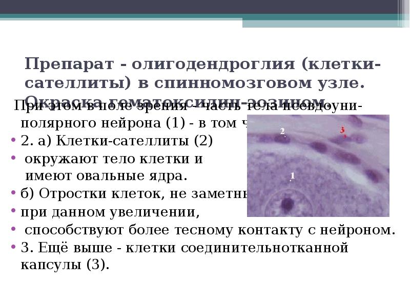 Глиоциты образующие оболочки нервных волокон цнс. Глиоциты образующие оболочки нервных волокон цнс