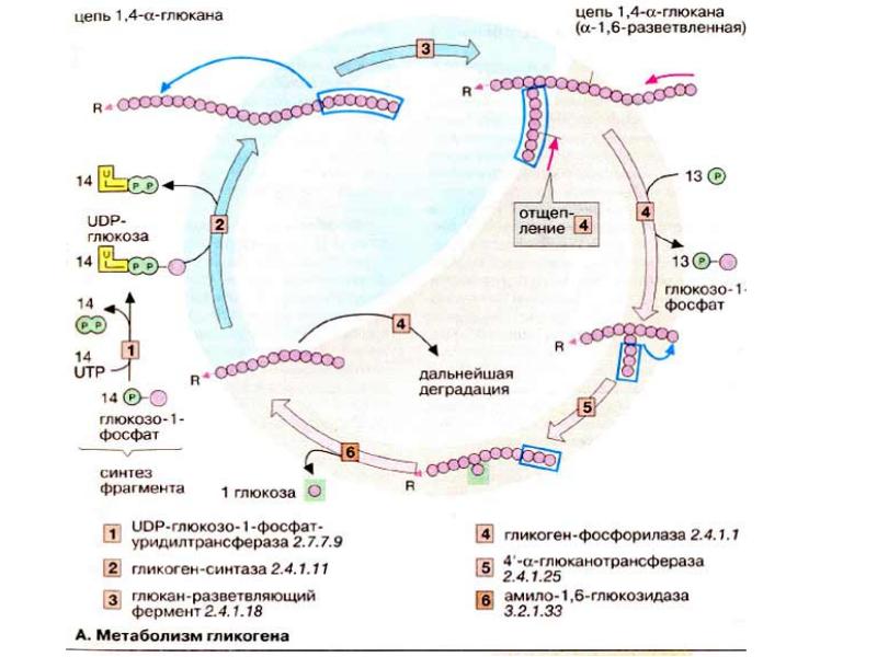 Метаболизм этанола в печени биохимия презентация