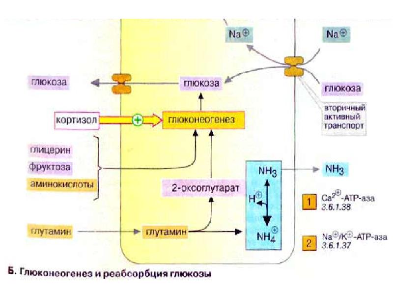 Кортизол биохимия презентация