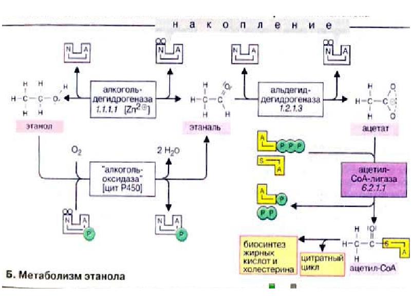 Метаболизм этанола в печени биохимия презентация