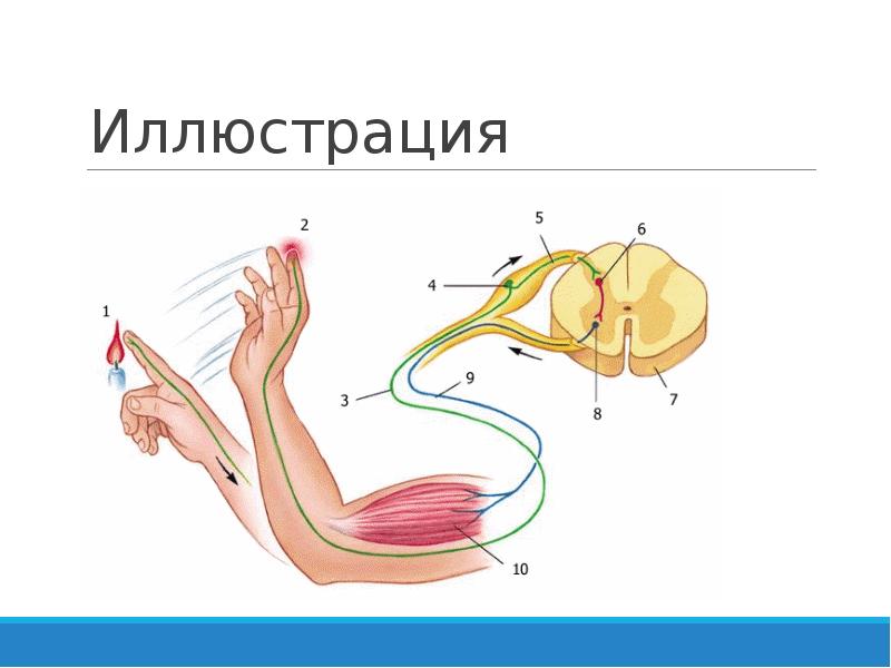 Схема рефлекторной дуги отдергивания руки от горячего предмета схема