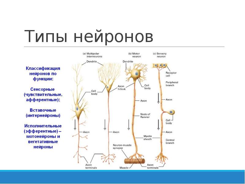 Виды нейронов. Типы нейронов и их функции. Виды нейронов в нервной системе. Типы нейронов и их функции кратко. Типы нейронов в составе НС.