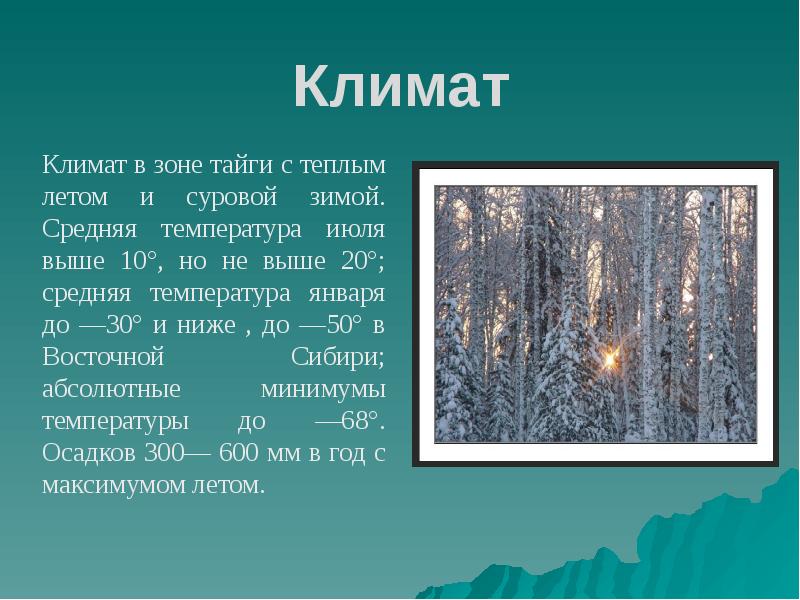 Тайга окружающий мир. Климат тайги 4 класс. Зона тайги климат. Тайга презентация. Сообщение о тайге.