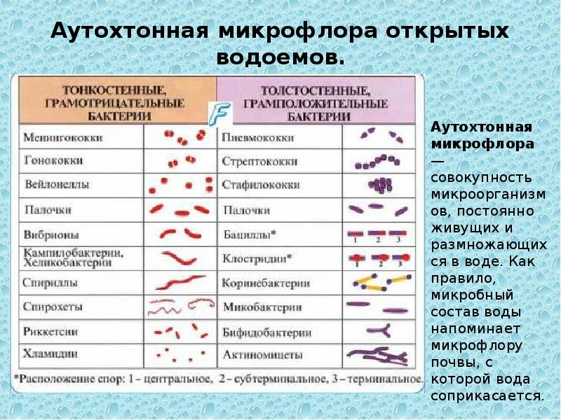 Микрофлора воды презентация