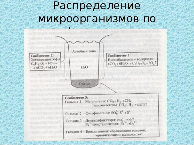 Микрофлора воды презентация