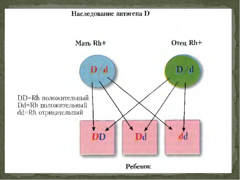 Мать 3 положительная отец 3 положительная