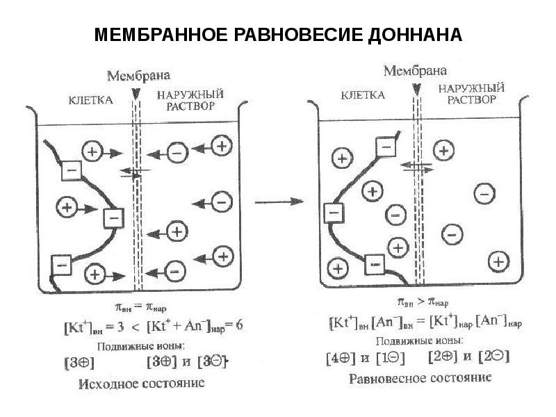 МЕМБРАННОЕ РАВНОВЕСИЕ ДОННАНА МЕМБРАННОЕ РАВНОВЕСИЕ ДОННАНА