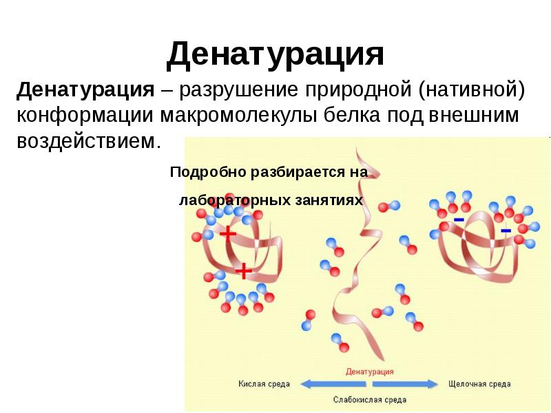 Денатурация Денатурация – разрушение природной (нативной) конформации макромолекулы белка под внешним
