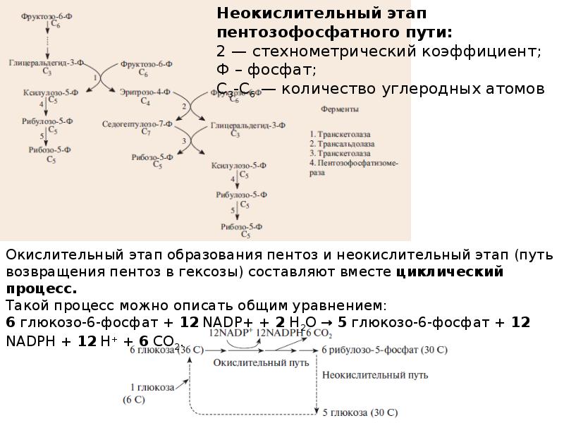 неокислительный этап пентозофосфатного пути. неокислительная фаза пентозофосфатного пути схема. пентозофосфатный путь окисления глюкозы неокислительный этап. пентозофосфатный путь биохимия неокислительная стадия. пентозофосфатный окислительный путь энергетический выход.