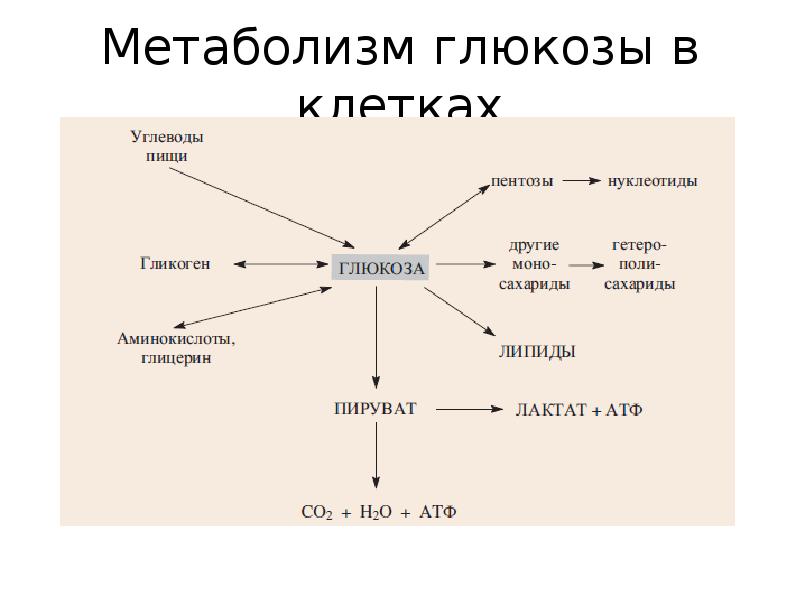 Образование глюкозы энергетический обмен