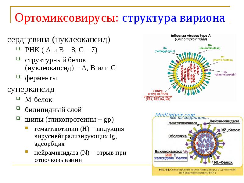 Рнк вирус гриппа а. Структура вириона ортомиксовирусов. Структура вириона микробиология. Строение вириона вируса гриппа. Ортомиксовирусы микробиология рисунок.