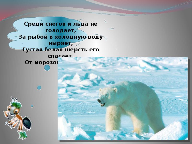 Холодных районов. Среди снегов и льда не голодает. Белый медведь презентация для детей. Где живут белые медведи для дошкольников. Презентация белый медведь для дошкольников.