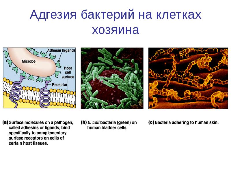 Бактерии хозяева