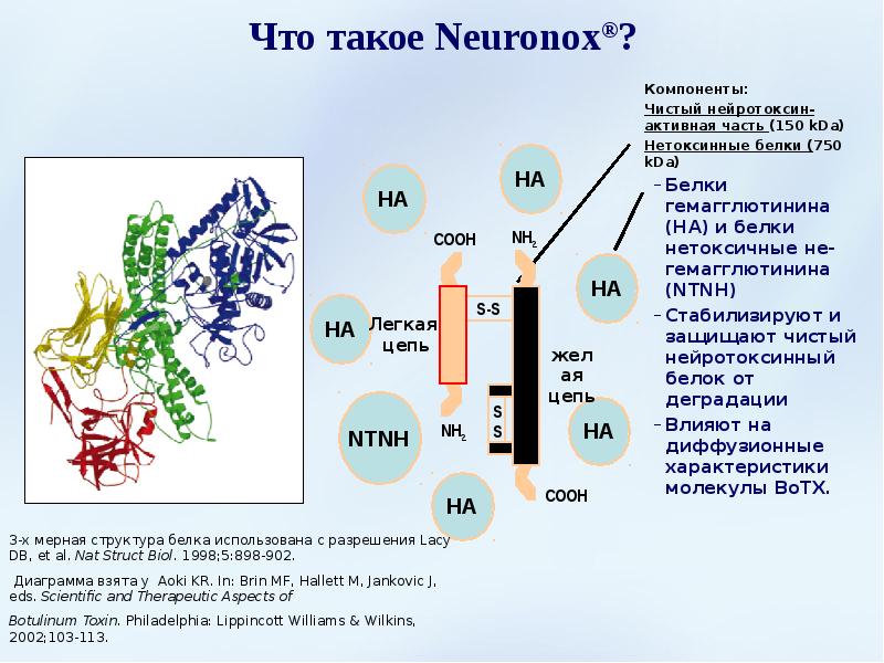 Молекула ботулотоксина фото
