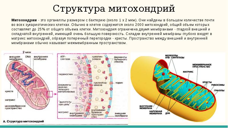 Какие органоиды клетки участвуют в процессе изображенном на рисунке митохондрии