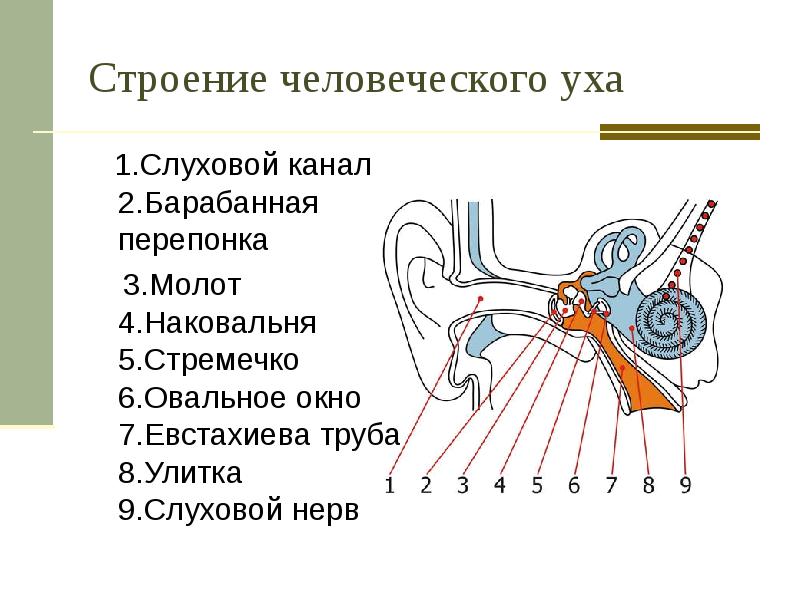 Строение человеческого уха   1.Слуховой канал 2.Барабанная перепонка  