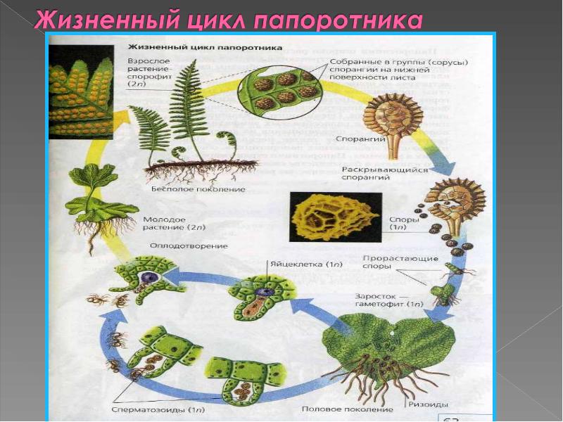 Жизненный цикл папоротника