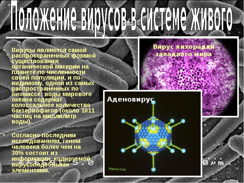 Вирусы 21 века проект по биологии