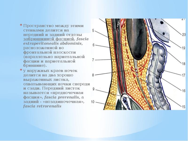 Пространство между. Фасция Тольдта анатомия. Забрюшинная фасция анатомия. Топография забрюшинного клетчаточного пространства. Забрюшинное пространство топографическая анатомия слои.