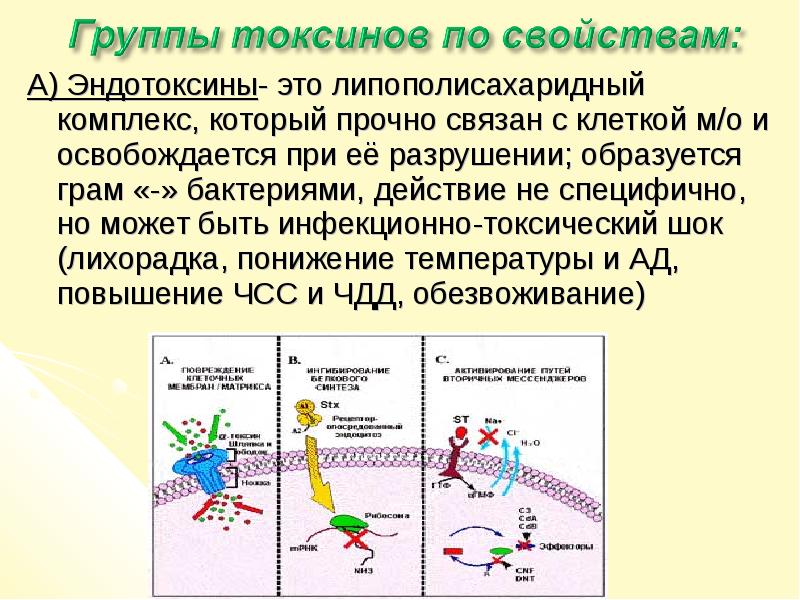 Экзо и эндотоксины презентация