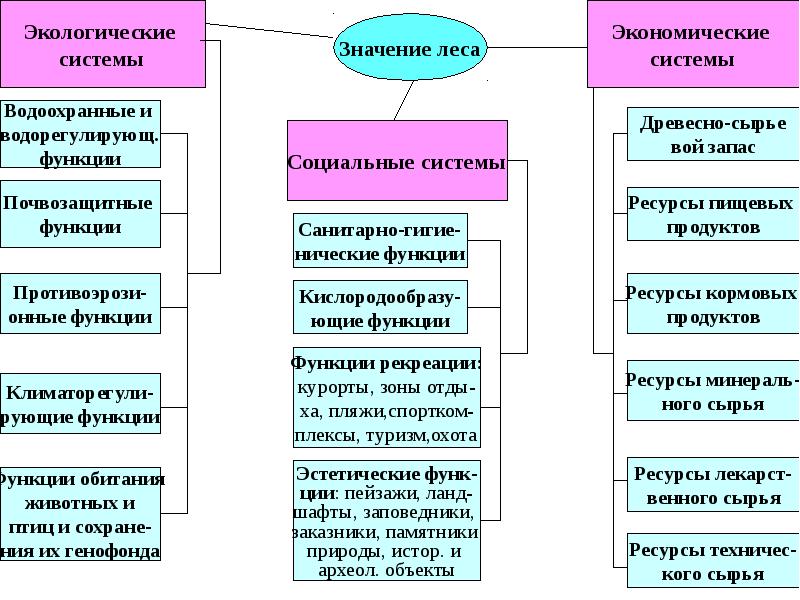 Используя материал краткой теории заполните схему экологические функции леса