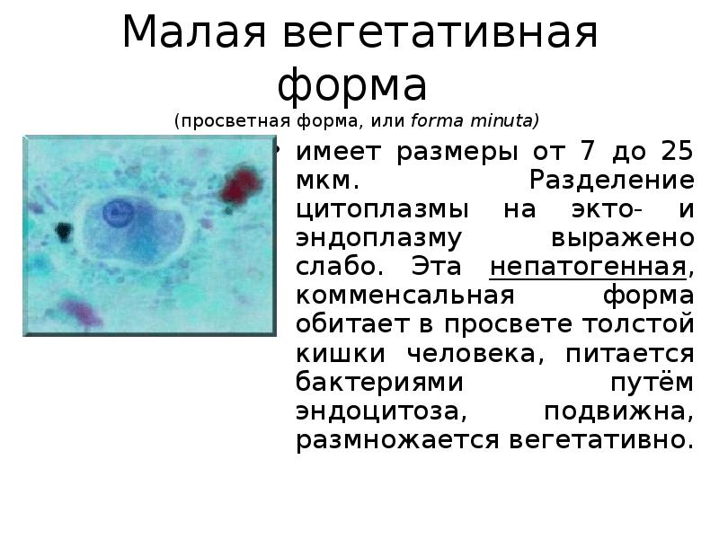 Дизентерийная амеба морфология