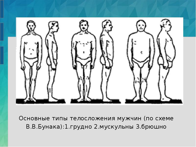 Возможна ли разработка единой конституциональной схемы для детей подростков мужчин и женщин