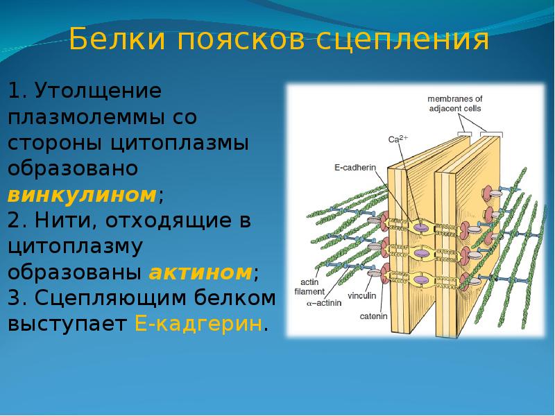 Виды межклеточных контактов