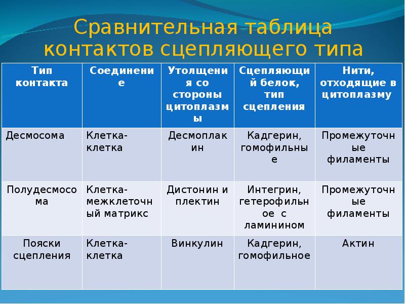 Сравнительная таблица сравнения. Виды межклеточных контактов таблица. Типы межклеточных контактов таблица. Классификация клеточных контактов таблица. Основные типы межклеточных контактов.