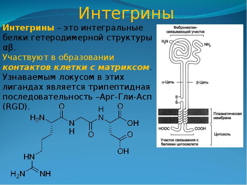 Интегрины иммунология. Интегрины рецепторы. Интегрин. Интегрин строение. Интегрины рецепторы.
