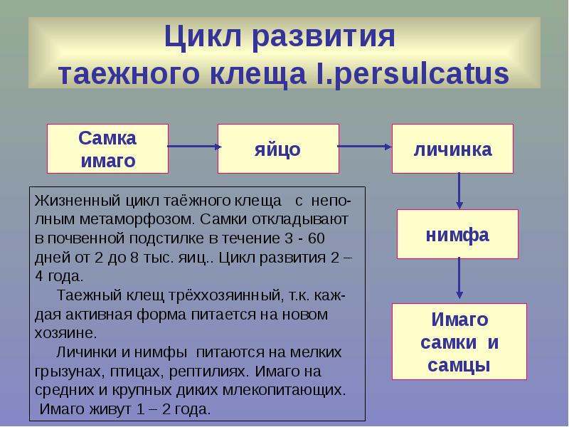 Схема жизненного цикла таежного клеща