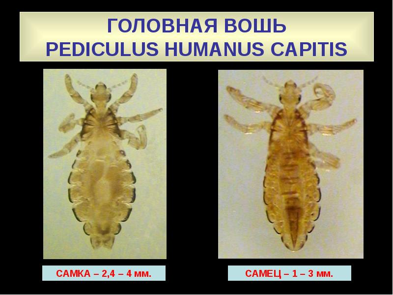 Схема развития pediculus humanus capitis olp