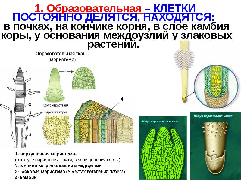 Образовательная ткань растений