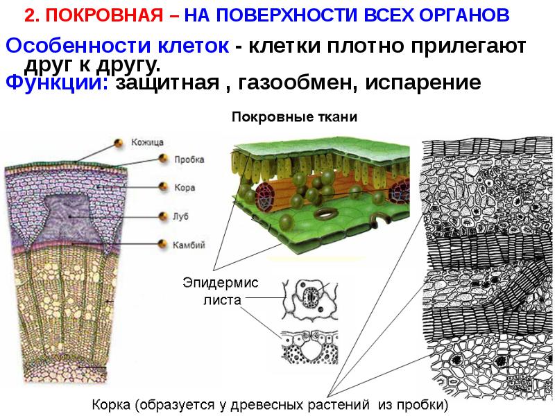 Изучение строения растительных тканей. Строение покровной ткани растений. Покровная ткань рисунок клетки. Покровная ткань растений рисунок строение. Покровная ткань цветковых растений.