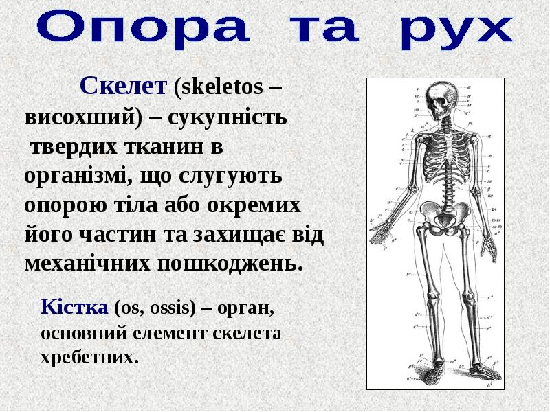 Опорно рухова система. Скелет опора. Опорно-двигательная система человека.