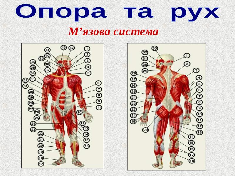 Опорно двигательная система. Опорно-двигательная система человека.