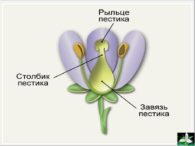 Где находится завязь у цветка