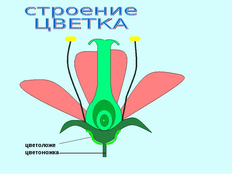 Части цветка 4 класс. Цветоножка и цветоложе строение. Строение растения цветоложе. Строение цветка цветоложе. Схема цветка биология цветоножка цветоложе.