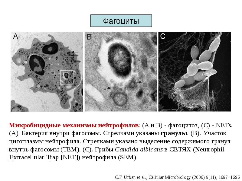Псевдоподии фагоцита. Фагоцитоз поглощение. Фагоцитоз бактерий нейтрофилами. Фагоцитоз микроорганизмов нейтрофилом. Микробицидные механизмы фагоцитов.