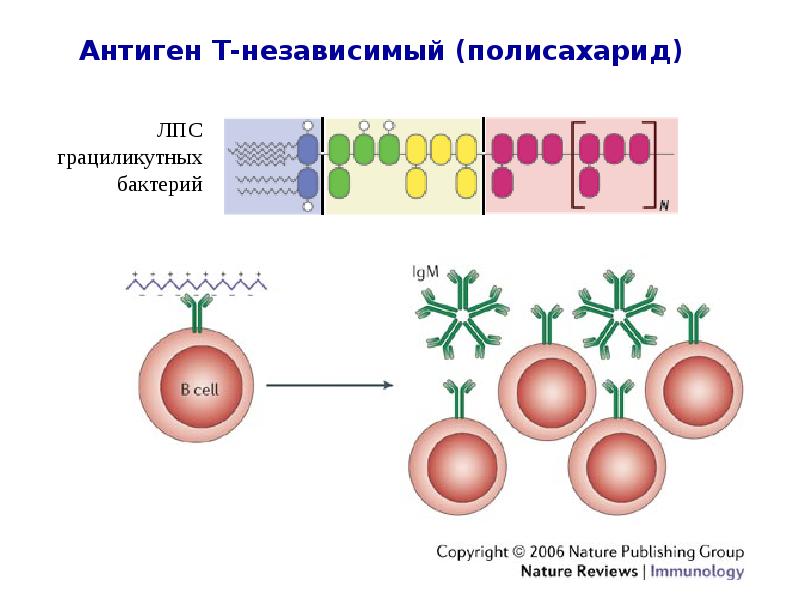 Тест по иммунологии. Основы иммунологии. Иммунология картинки. АЛС это в иммунологии. Иммунологические тесты 2 уровня иммунология.