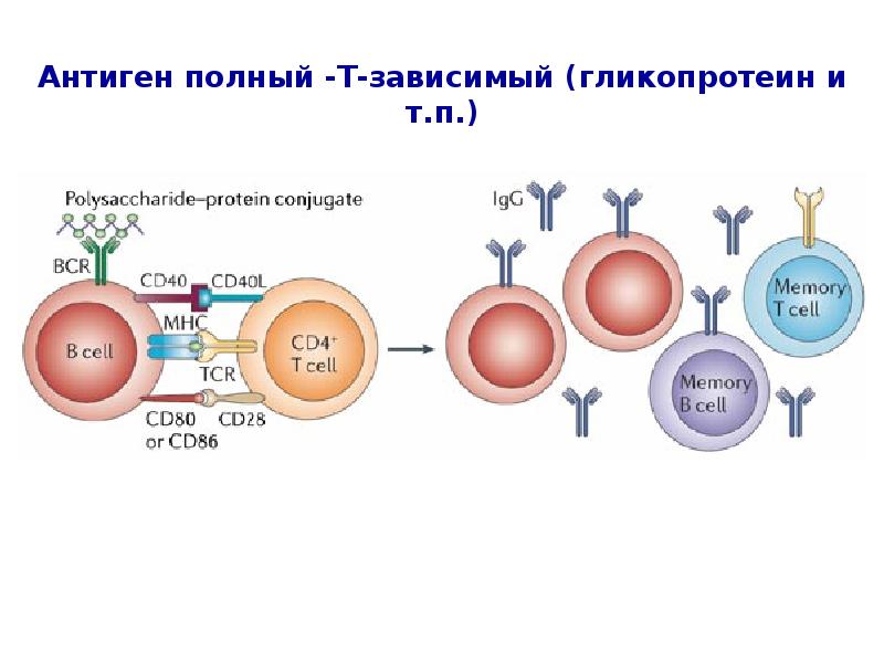 Основы иммунологии презентация