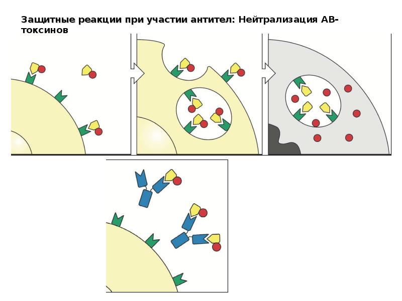 Реакция нейтрализации иммунология схема