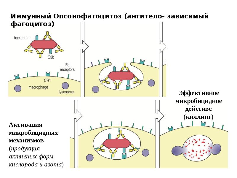 Реакция опсонизации микробиология. Фазы фагоцитоза схема. Характеристика иммунного фагоцитоза. Схема механизма образования иммунитета клеточный фагоцитоз. Фагоцитоз - это процесс.
