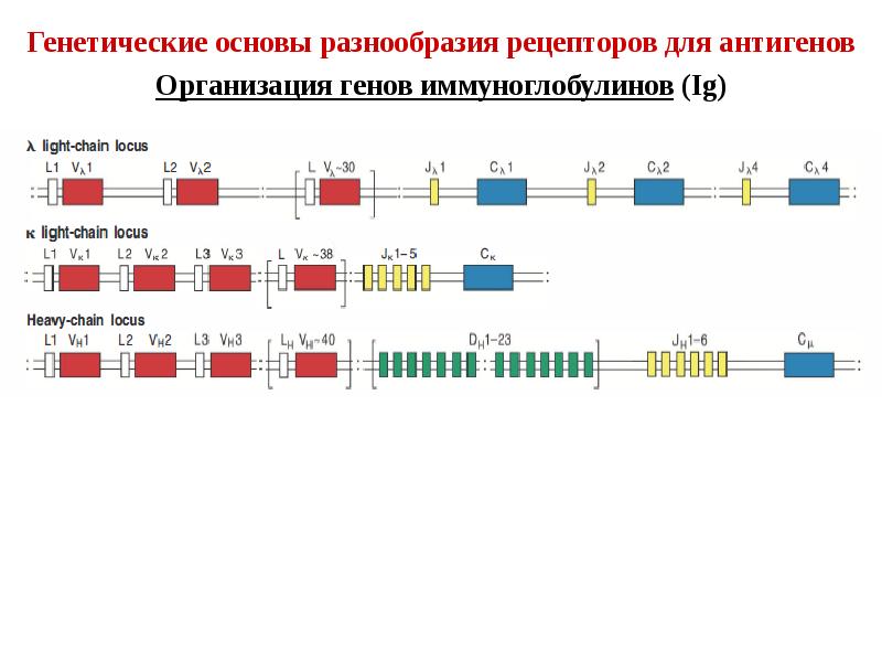 Основы иммунологии презентация