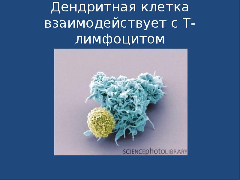 Дендритная. Макрофаги и дендритные клетки. Рецепторы в лимфоцитов иммунология. Дендритные лимфоциты. Функциональная характеристика дендритной клетки.