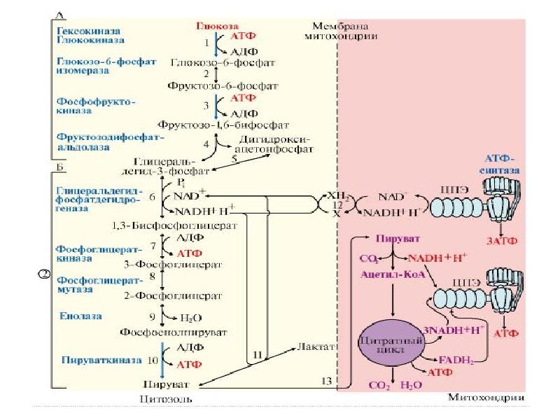 Аэробный гликолиз схема