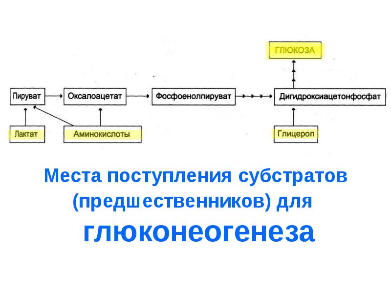 Глюконеогенез нарушения. Синтез глюкозы схема. Исходные субстраты глюконеогенеза схема. Субстраты глюконеогенеза. Субстраты гликогенгенеза.